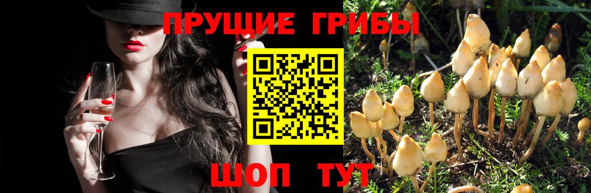 наркота  Вход с VPN  Псилоцибиновые грибы Cubensis  Саратов  Галлюциногенные грибы MAGIC MUSHROOMS 
